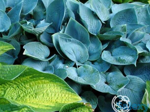 Хоста Хедспен Блу (SM), фотография 1