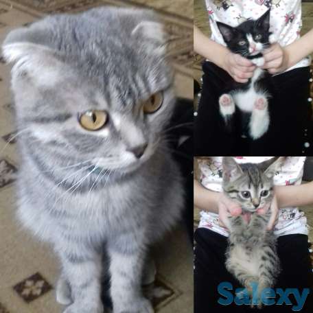 Котята, фотография 1