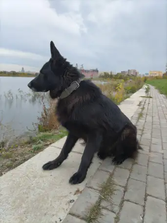 Щенки немецкой овчарки черного окраса, фотография 2