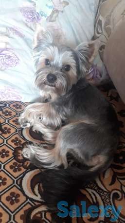 продам щенки, фотография 3