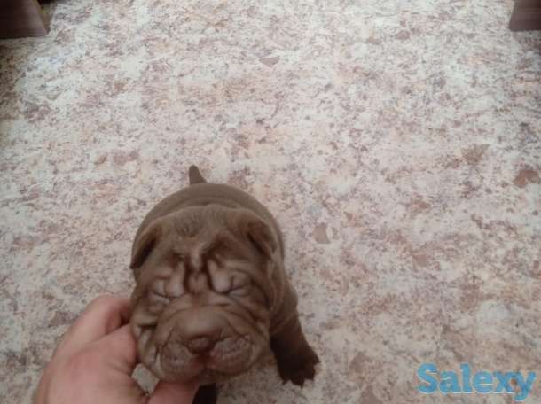 Шарпеи, фотография 1