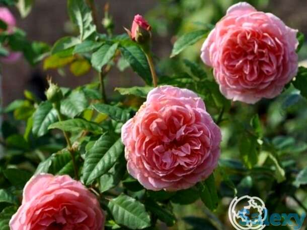 Роза френсис блейз, гийо, фотография 1