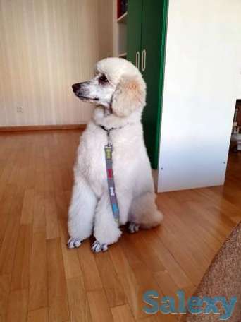 Королевский пудель, фотография 1