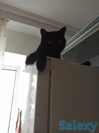 Отдам кота в хорошие руки, фотография 4