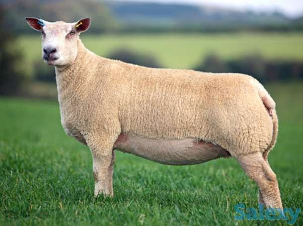 Племенные овцы Шароле (скот из Европы класса Элита и Элита Рекорд), фотография 1