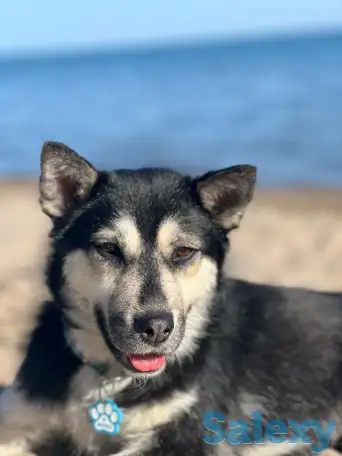 Пристраивается собака, фотография 5