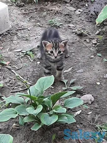 Потерялись хозяева у маленьких котят, фотография 12