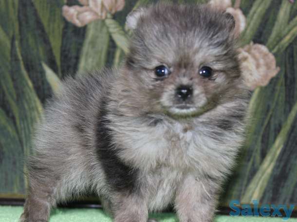 Продам девочек и мальчиков мерле, фотография 2