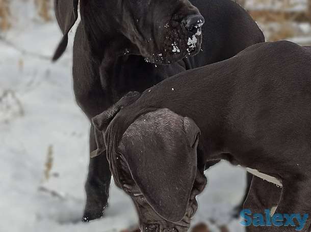 Продам щенков немецкого дога, фотография 7
