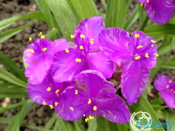 Традесканция Конкорд Грейп, фотография 1