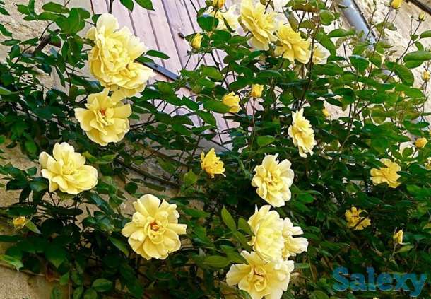 Саженец розы плетистой 