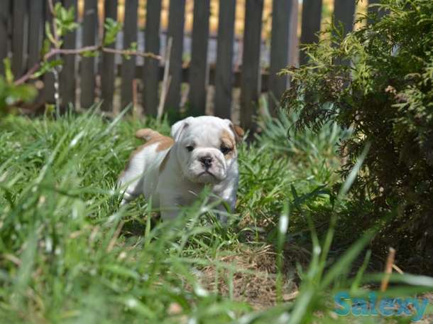 Английский бульдог, фотография 5