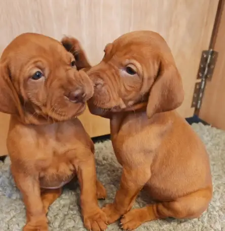 Щенки Венгерской выжлы, фотография 4