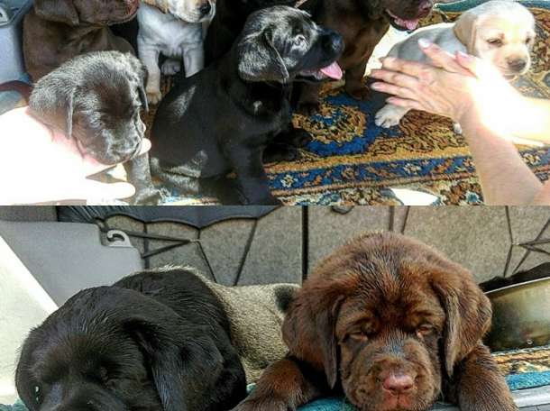 продаем высокопородных щенков Лабрадора ретривера, фотография 1