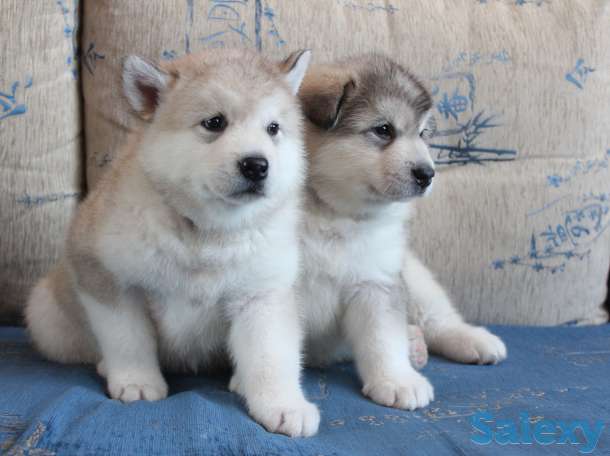 Щенки Аляскинского маламута, фотография 1