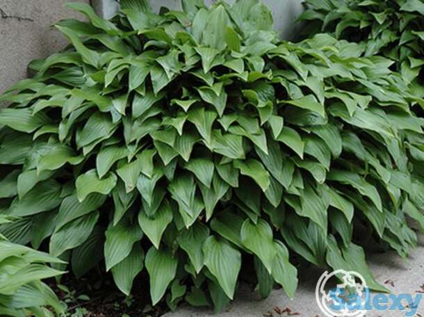 Хоста Инвийнсибл (SM), фотография 1