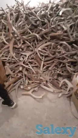 Куплю рога марала и Лосья, фотография 2