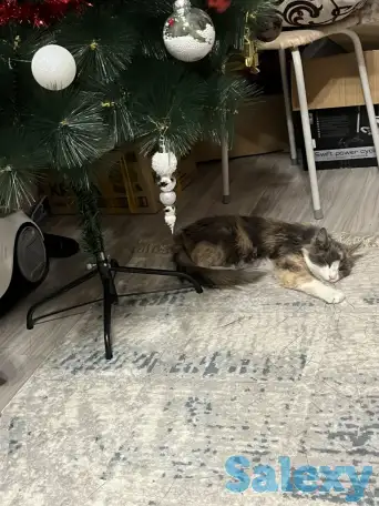 Отдам кошку, фотография 2