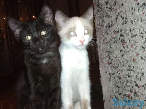 Котята, фотография 1