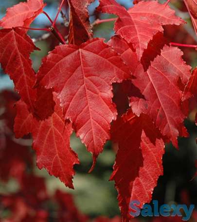 Семена Клен 