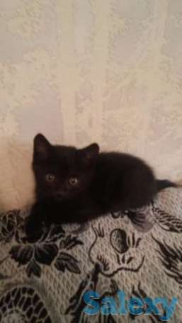 Отдам черного и черно-белого котиков., фотография 1