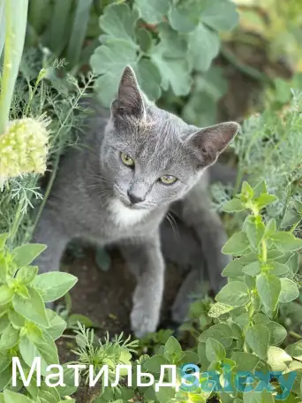 Отдам котят в добрые руки, фотография 6