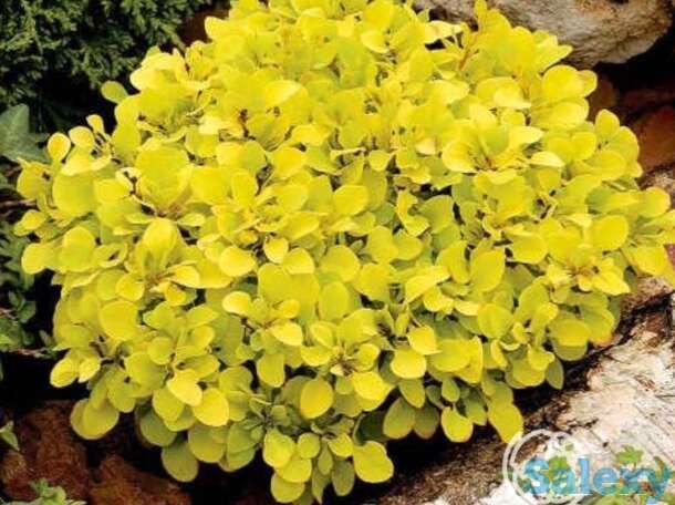 Барбарис спешиал голд, фотография 1