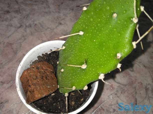 Опунция, фотография 1