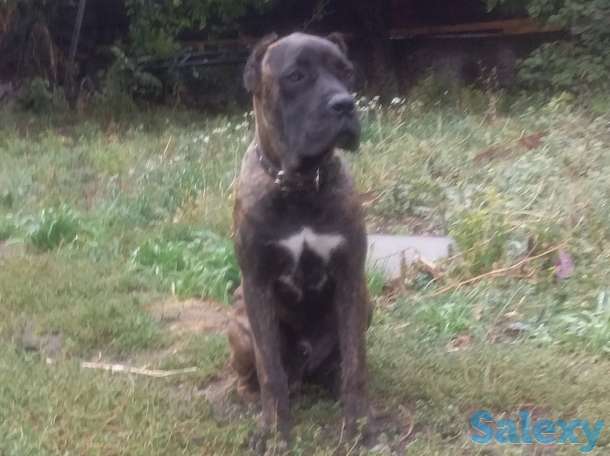 Продам тигровый окрас кобель, фотография 1