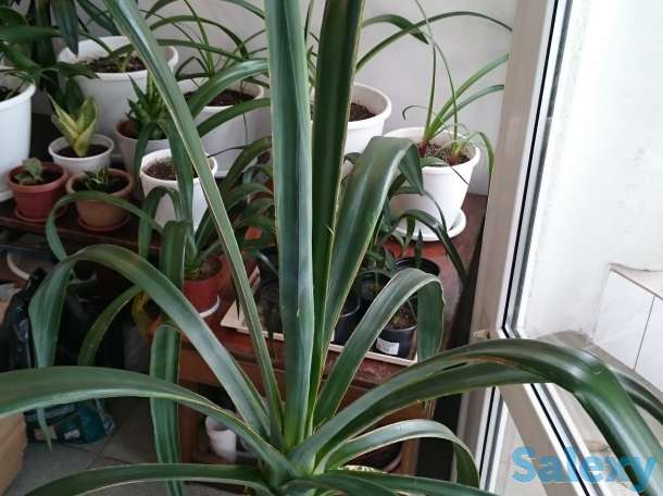 Агава латиноамериканская Сансевьера Ханни, фотография 6
