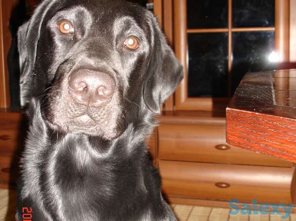 Актау! Пропал черный лабрадор., фотография 1