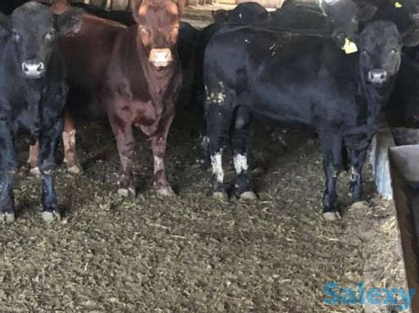 Продам телят бычков коров Ангус сементал герефорд мал, фотография 1