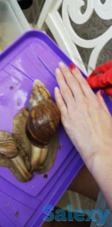 Улитки, фотография 6