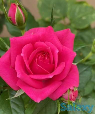 Саженец розы (чайно-гибридная, ремонтантная). Казахстан, фотография 2