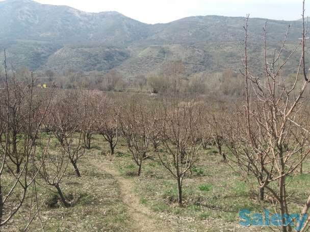 Плодовый сад, КХ, фотография 4