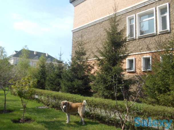 Продам дом в элитном районе Астаны, 474м, 15 соток, все коммуникации центральные, фотография 1