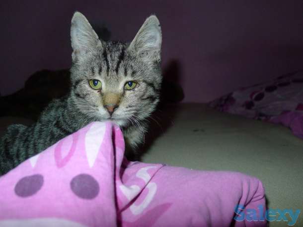 Отдам в добрые руки 2,5 месячного серого тигрового котёнка, девочку., фотография 8