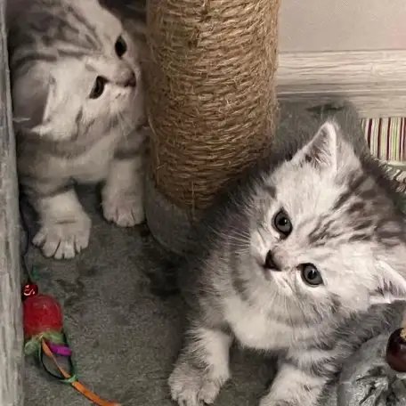 Шотландские котята, фотография 4