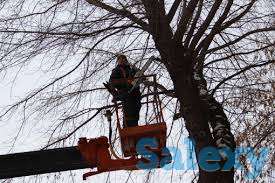 Спил деревьев, фотография 4