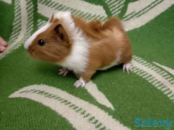 Малыши морские свинки розетки, фотография 2