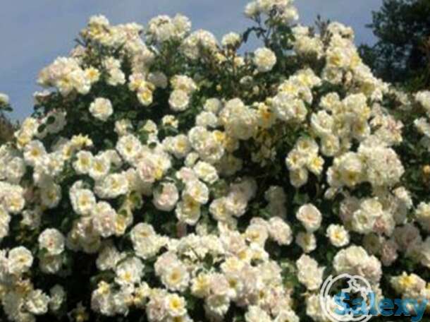 Роза айвори дрифт, мейян, фотография 1