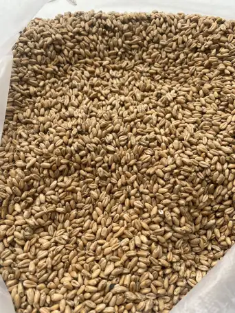 Пшеница 4 класс, фотография 2