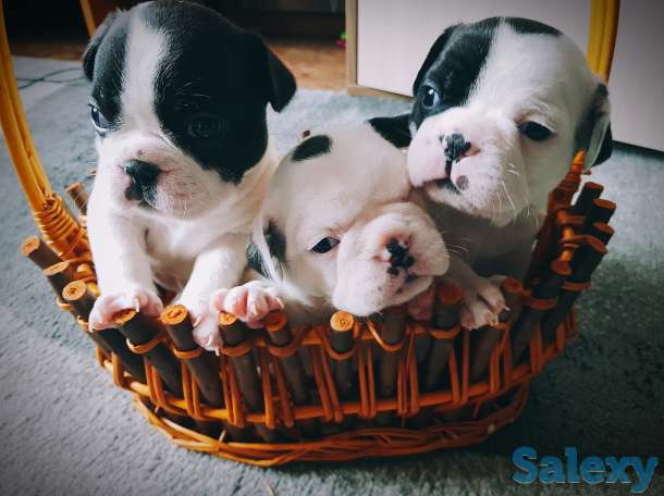 Продам щенков французского бульдога, фотография 2