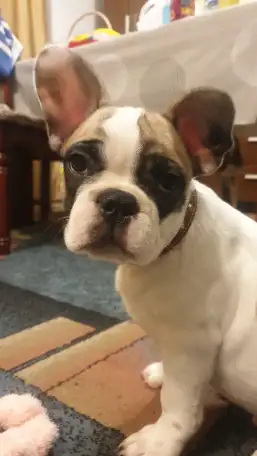 Продам щенка французский бульдог, фотография 2