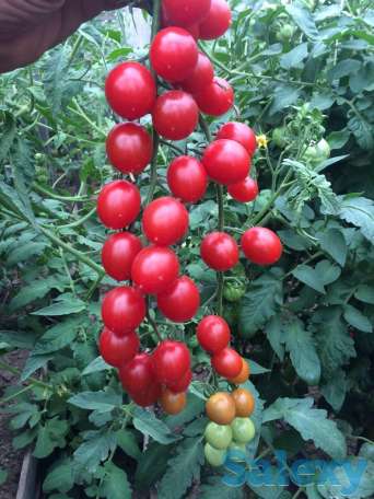 Рассада томатов, фотография 2