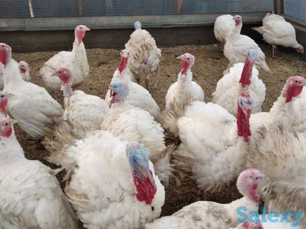 Мясо индейки (индейка, индюк), фотография 4