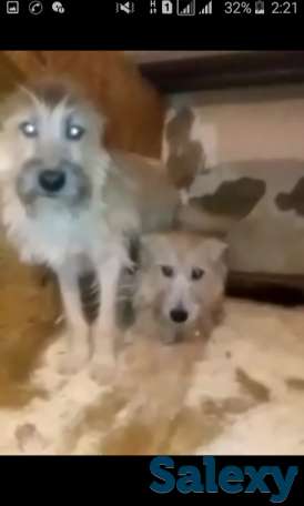 щенки, фотография 1