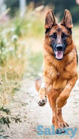 Дрессировка собак, фотография 1