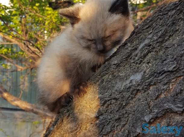 Отдам котят в добрые руки. Бесплатно, фотография 1