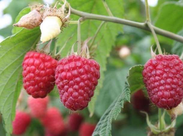 Продам саженцы Голландского сорта малины, фотография 1